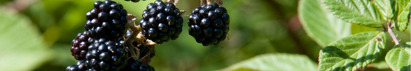 Blackberries